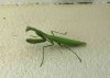 A Praying Mantis spotted in Mijas Costa, S.Spain.
